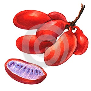 Red ripe uvaria rufa blume fruit, Susung-kalabaw, Carabao teats, isolated, watercolor illustration on white photo