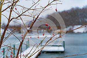 Red ripe viburnum berries on a branch covered with frost near the river with bridge in winter