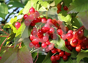 Red ripe viburnum berries on a branch with green leaves. Garden in autumn, harvest.
