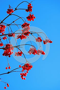 Red ripe viburnum opulus berries on branch against clear blue sky in sunlight. Guelder rose or water elder in autumn