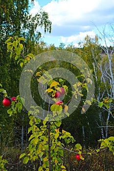 Red ripe wild apples on branches of background autumn trees and blue sky