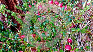 Red ripe wild cranberry on green swamp moss