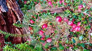 Red ripe wild cranberry on green swamp moss