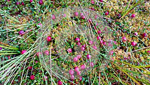 Red ripe wild cranberry on green swamp moss