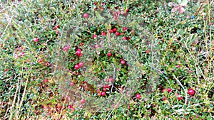 Red ripe wild cranberry on green swamp moss