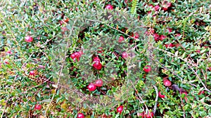 Red ripe wild cranberry on green swamp moss