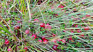 Red ripe wild cranberry on green swamp moss