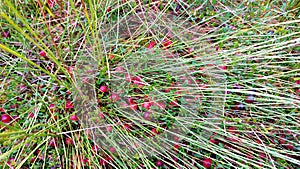 Red ripe wild cranberry on green swamp moss