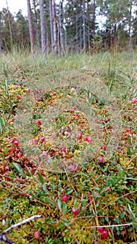 Red ripe wild cranberry on green swamp moss