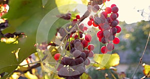 Red ripe wine grapes. Vineyards at sunset, grape harvest