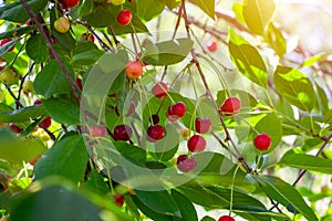 Red ripening berries on a sweet cherry tree branch in the garden in spring and summer on leaves background.