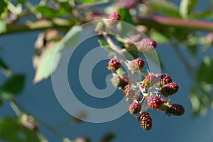Red ripening thorn less garden black berries, blue background photo