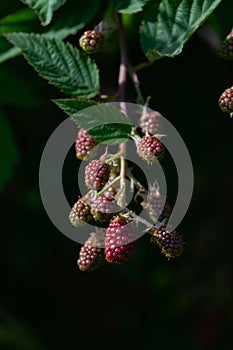 Red ripening thorn less garden black berries, dark background photo