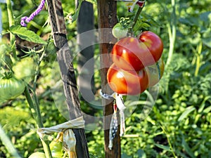 red ripening tomatoes on a bush in the garden