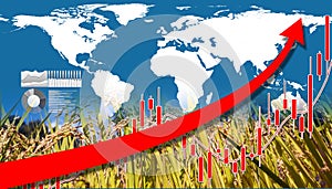 A red rising graph of rice farming and world map background. The concept of rising world grain prices