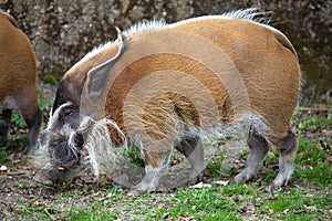 Red River Hog