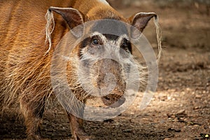 Red river hog