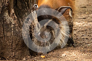 Red river hog