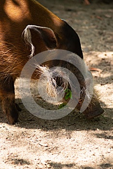 Red river hog