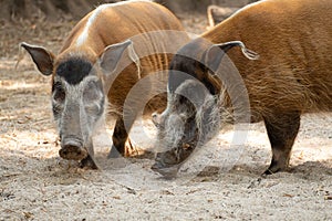 Red river hog