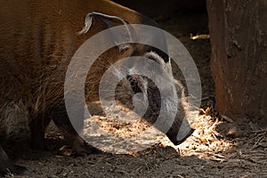 Red river hog