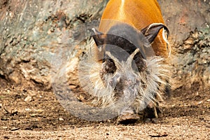 Red river hog