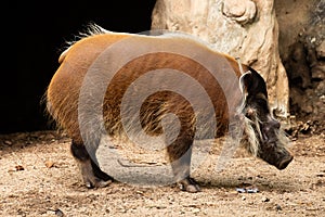 Red river hog