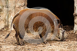 Red river hog