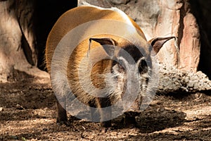 Red river hog