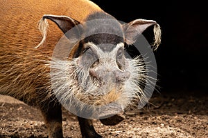 Red river hog