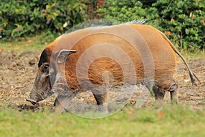 Red river hog