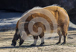 Red River Hog