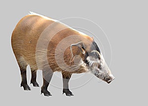 Red river hog