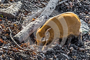 Red River Hog - African Wildlife