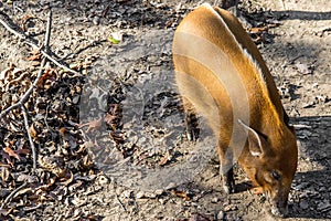 Red River Hog - African Wildlife