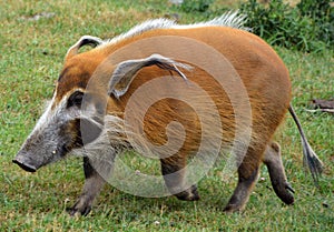 The red river hog also known as the bush pig