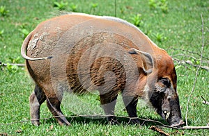 The red river hog also known as the bush pig