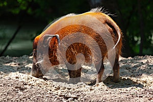 Red river hog animal