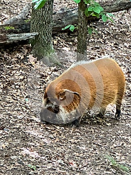 Red river hog animal nosing for food at zoo