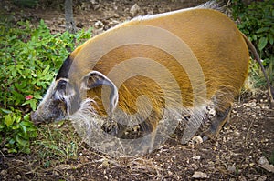Red river hog