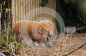 Red River Hog browsing on dried grass