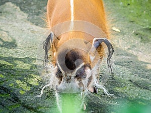 Red river hog bush pig