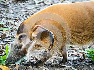 Red river hog bush pig