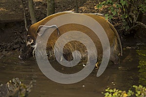 The red river hog, the bush pig Potamochoerus porcus.