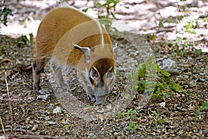 Red River Hog or Bush Pig, potamochoerus porcus, Adult