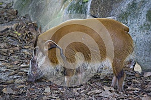 Red river hog or Bushpig