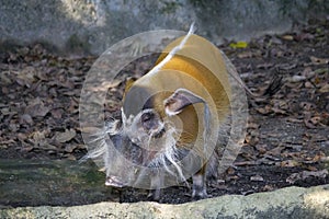 Red river hog or Bushpig