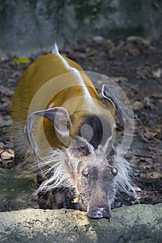 Red river hog or Bushpig