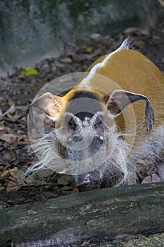 Red river hog or Bushpig