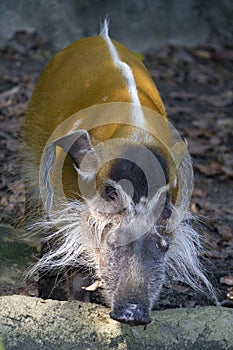 Red river hog or Bushpig